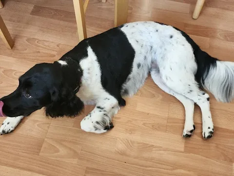 K9 Clip N Go