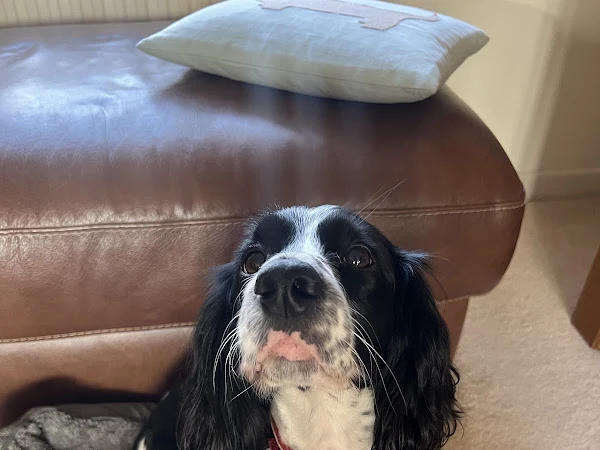K9 Cuts Mobile Dog Grooming Leicester
