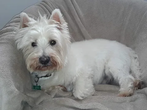 K9 Grooming Parlour