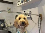 K9 Hairdooz