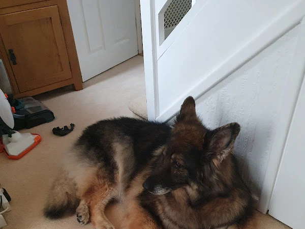 K9 Shine