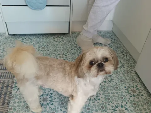 K9 Style Master