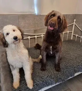 K9 Wash & Go