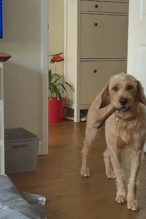 Kadie's K9's