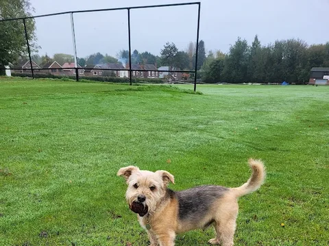 Karen's Canine Cuts