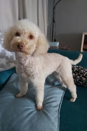 Katie's Poodle Parlour