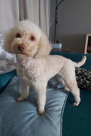 Katie's Poodle Parlour