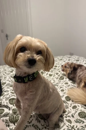 Kazumi Dog Grooming