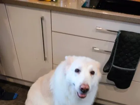 Kellie's Dog Grooming