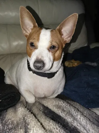 Kellys K9 Cuts