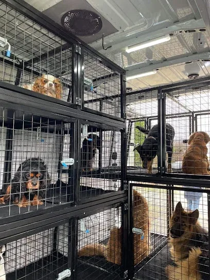 Kernow pet transporters & Pet Services (cornwall)