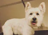 Kerrys K9 Cuts