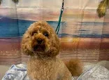 Kerry's Mobile Dog Grooming