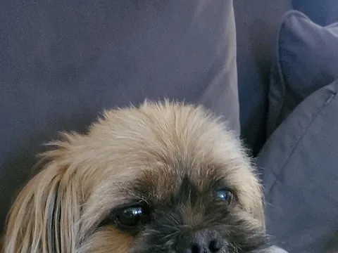 Kingly's Dog Grooming Salon