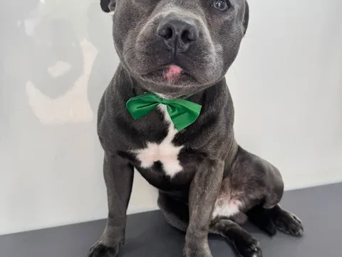 Kingtail MOBILE dog groomer