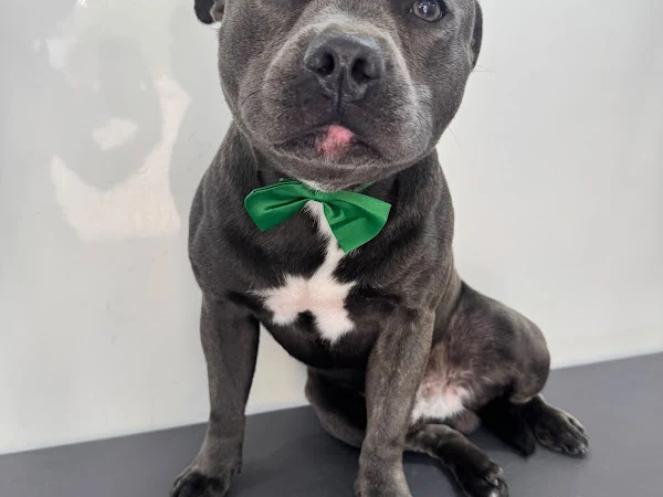 Kingtail MOBILE dog groomer