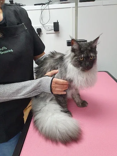 Kitty Cuts Mobile Cat Grooming
