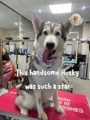 KK Dog Grooming