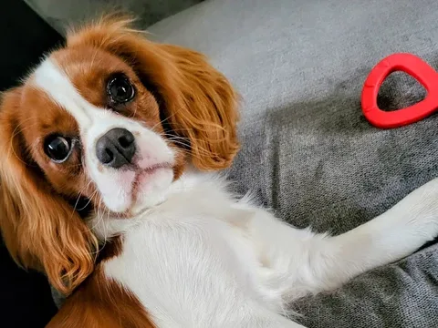 Korb