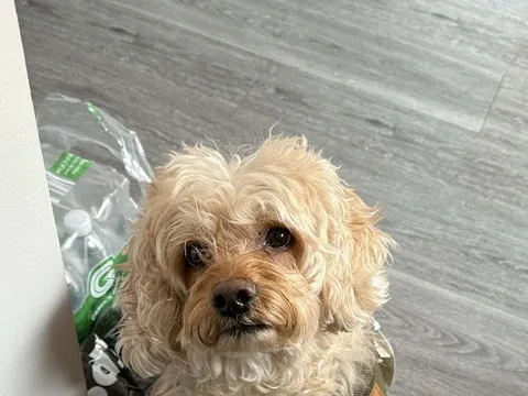 L A Dog Groomers