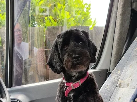 Langley Bark