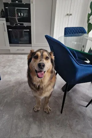 Laura's Elegant Canines