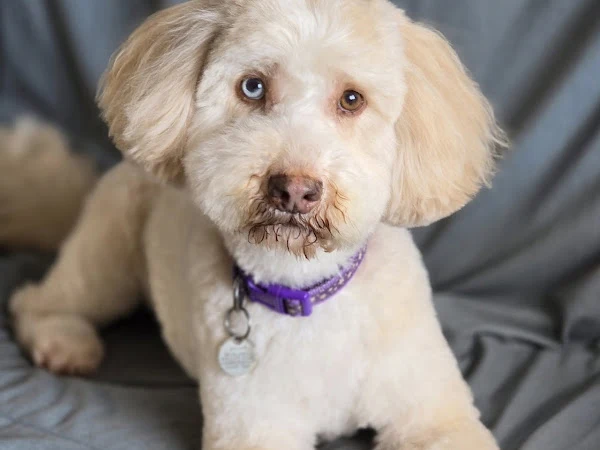 laurens dog grooming