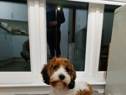 Leanne Ashley Dog Grooming & Pet Care