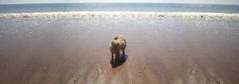 Lil'browndog
