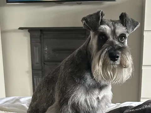 Lily's Dog Grooming