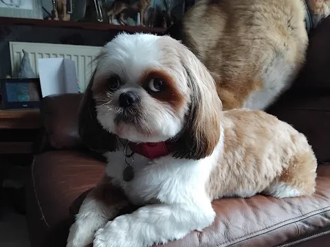 Lily's Grooming Services