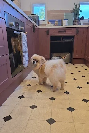 Lily's mobile dog grooming
