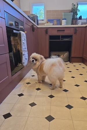 Lily's mobile dog grooming