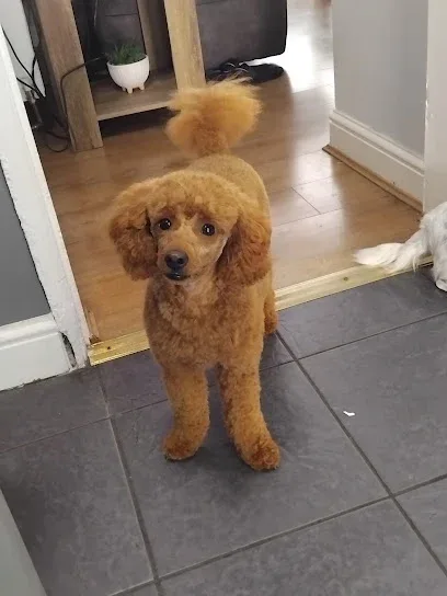 Lisa's Pooch Parlour