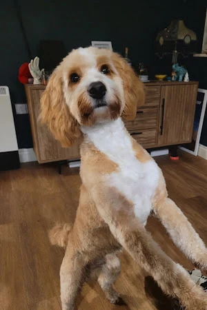 Little Big Paw Grooming York
