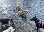 Little Gems Devon Dogs