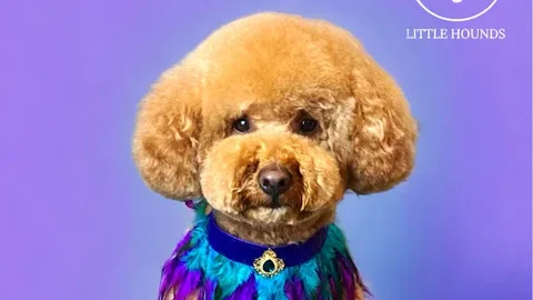 Little Hounds - Dog Grooming