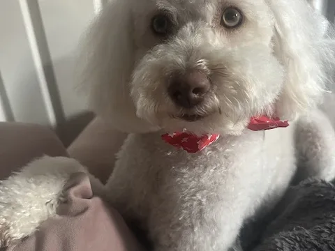 Little Lady's Groom Room