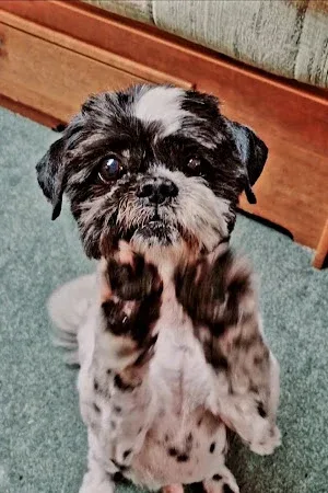 Little Paws Dog Salon