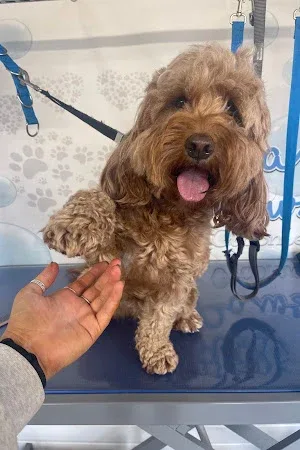 Lotsa Paws