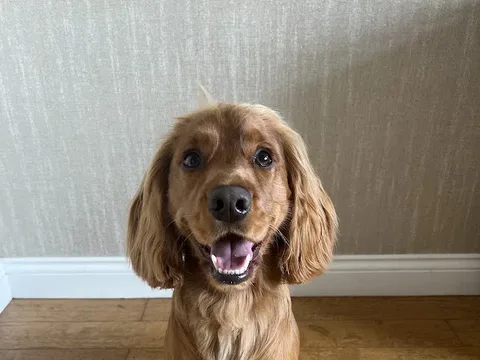 Lottie Loves Paws