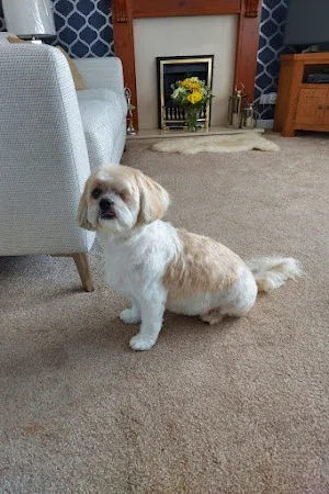 Lottie's Lodge Dog Grooming