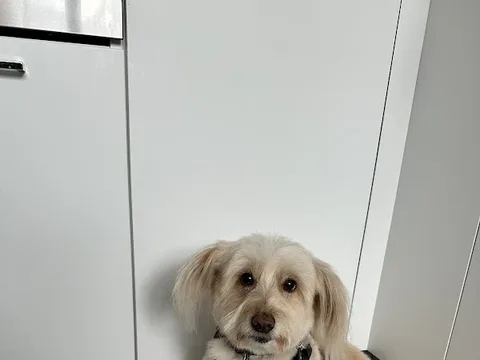 Louisa's Grooming Salon