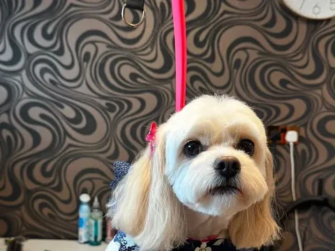LoveMyGroomer Ltd