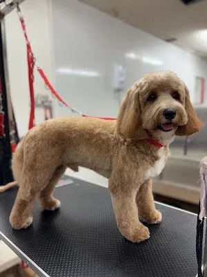 Lucy Coumbe Dog Grooming