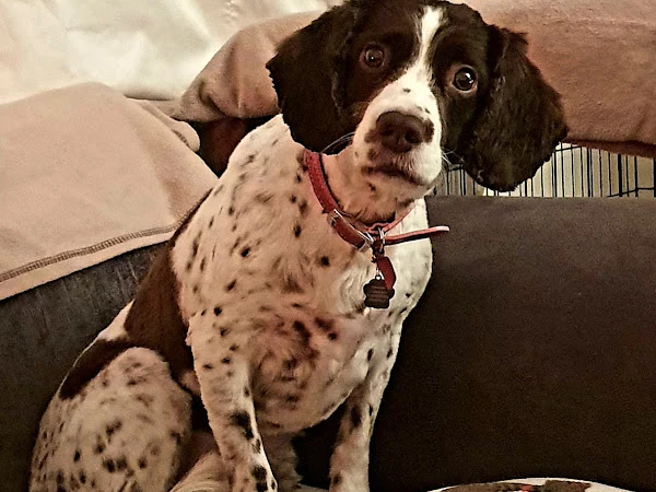Lucys Dog Grooming