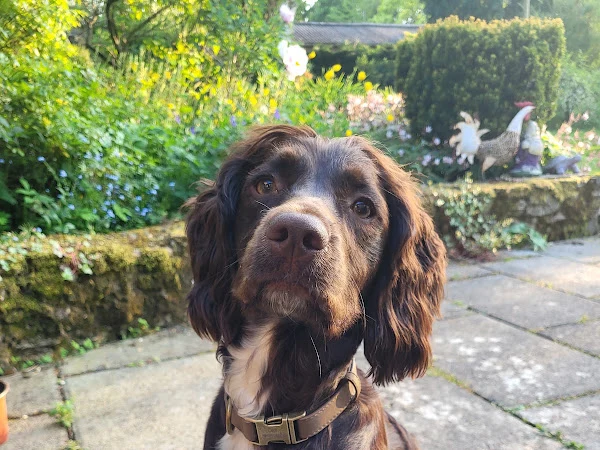 Ludlow Dog Grooming