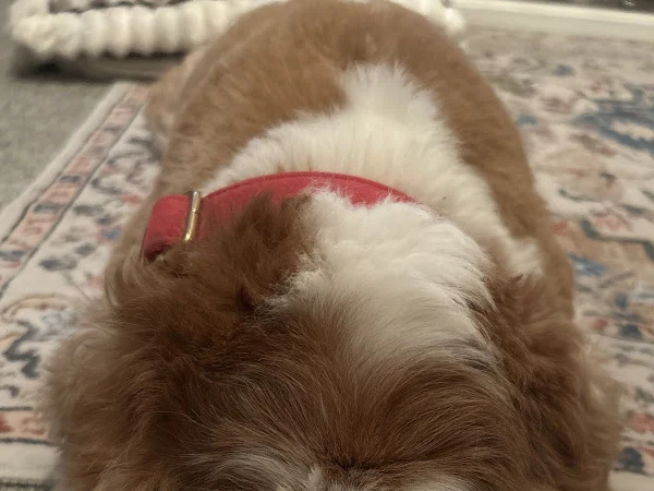 Lulu Dog Services