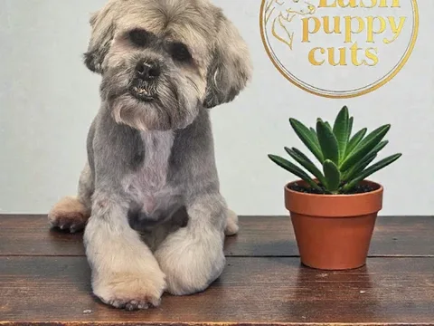 Lush puppy cuts