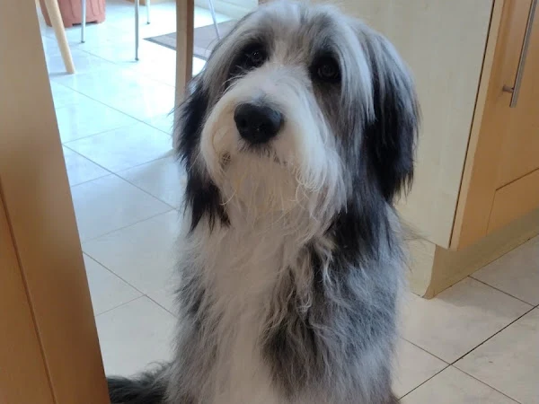 Lux-Cherie Dog Grooming